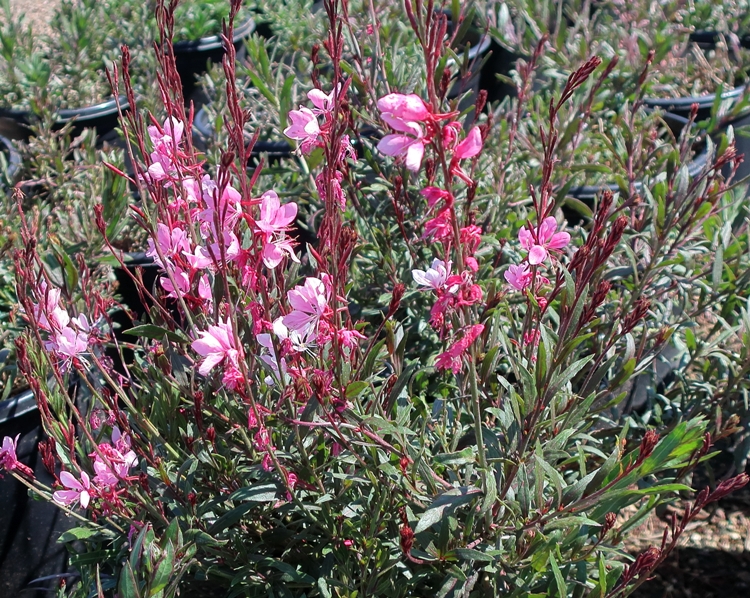 GAURA LINDHEIMERI NANA PINK