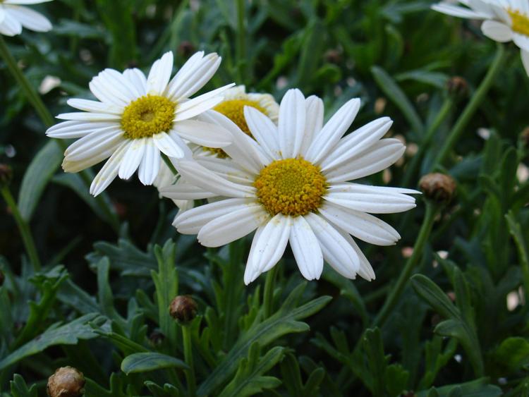 CHRYSANTHEMUM MAXIMUM NANUM