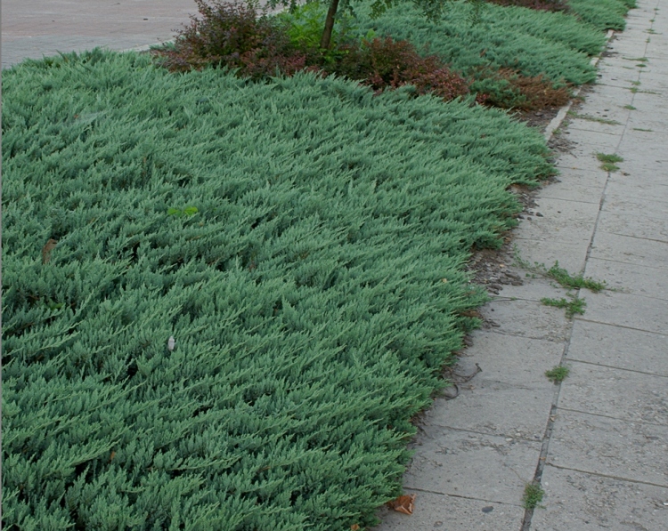 JUNIPERUS HORIZONTALIS BLUE CHIP