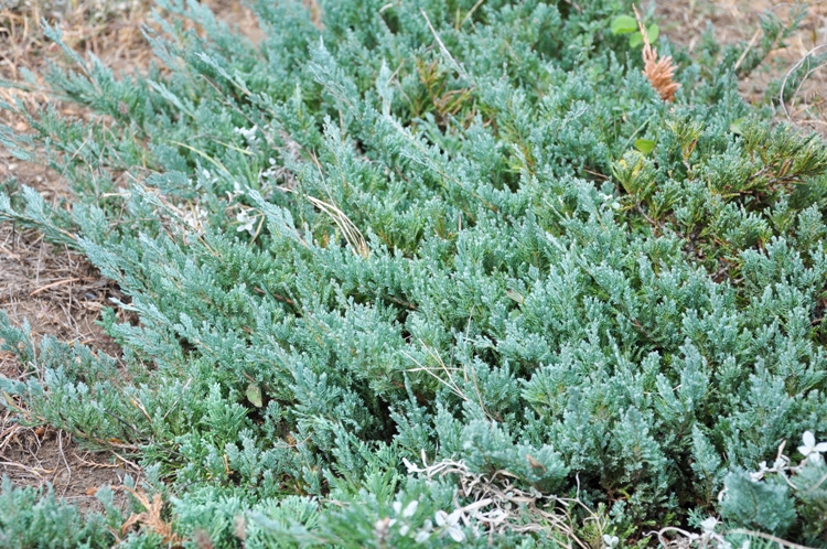 JUNIPERUS HORIZONTALIS BLUE CHIP