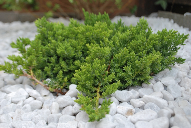 JUNIPERUS PROCUMBENS NANA