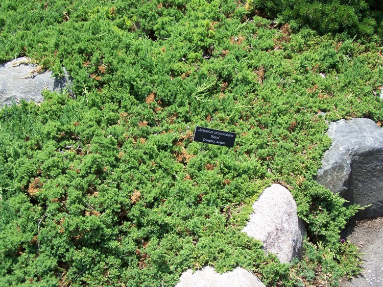 JUNIPERUS PROCUMBENS NANA