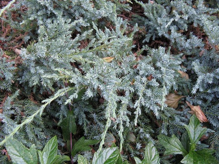 JUNIPERUS SQUAMATA BLUE CARPET