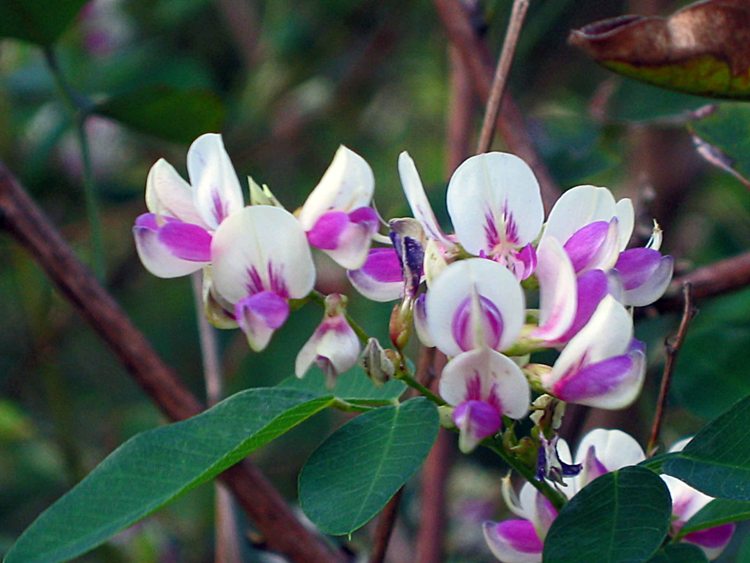 LESPEDEZA THUMBERGII EDO SHIBORI