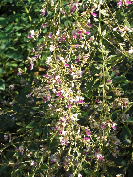 LESPEDEZA THUMBERGII EDO SHIBORI