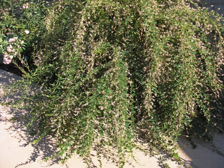 LESPEDEZA THUMBERGII EDO SHIBORI