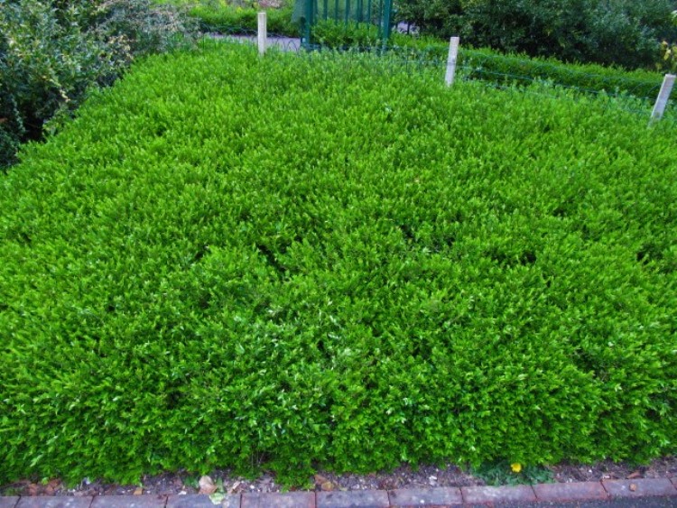 LONICERA NITIDA ELEGANT