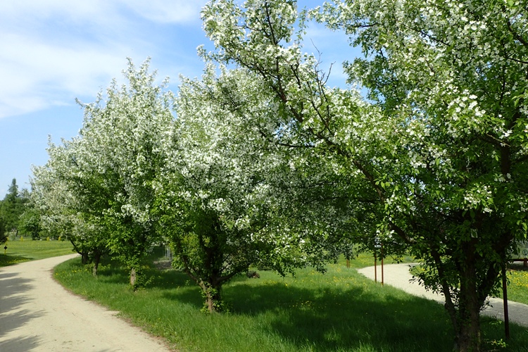 MALUS FLORIBUNDA
