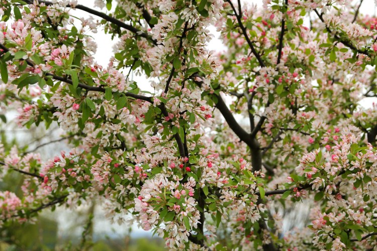 MALUS FLORIBUNDA