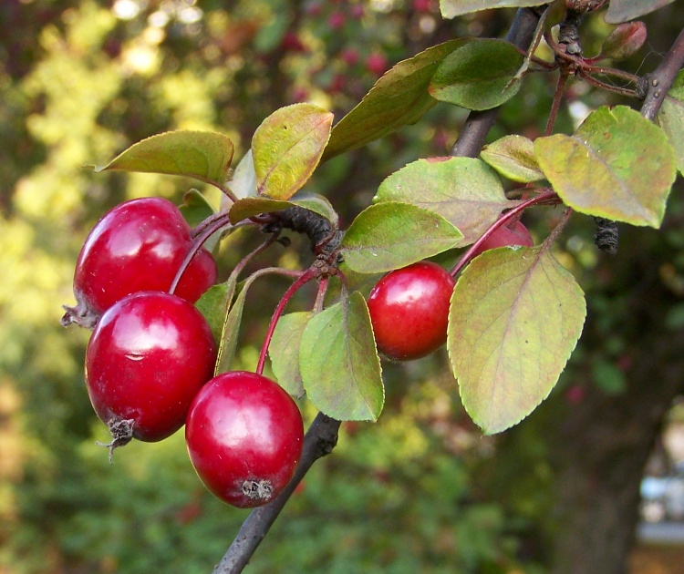 MALUS FLORIBUNDA