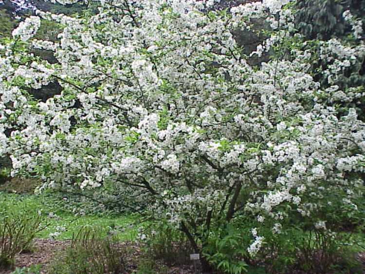 MALUS TORINGO