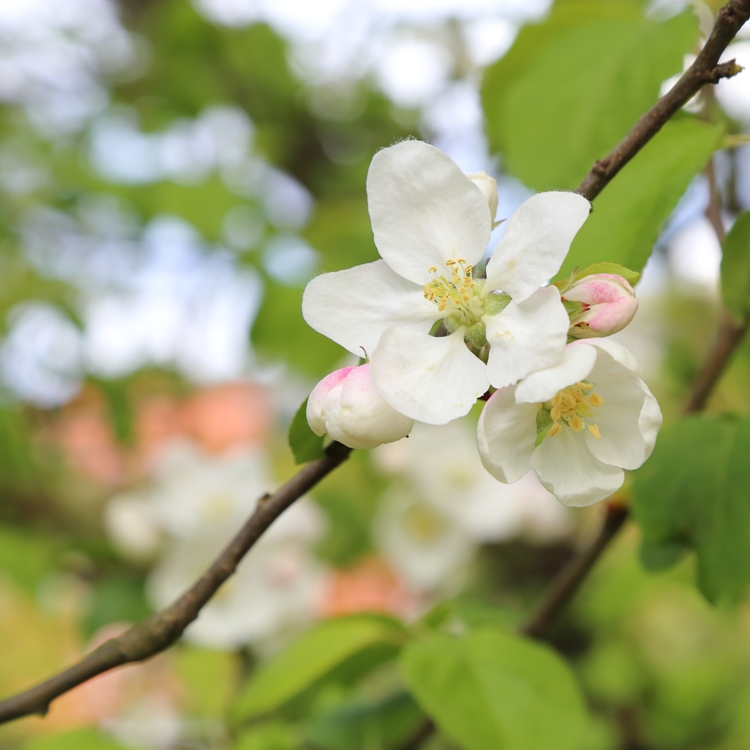 MALUS TORINGO