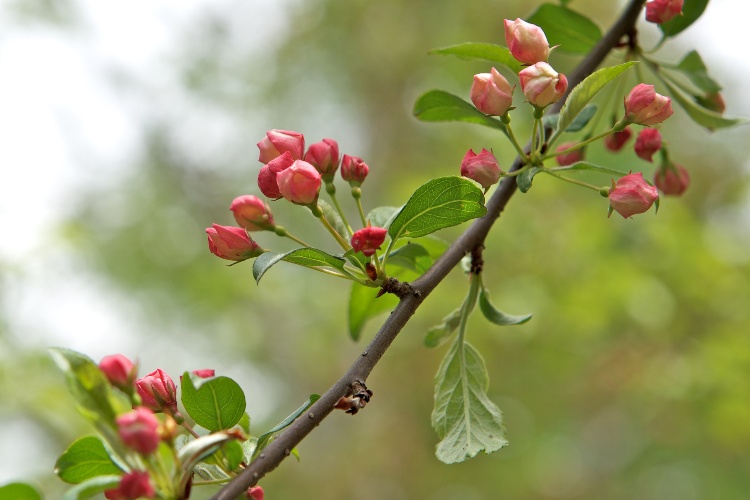 MALUS TORINGO