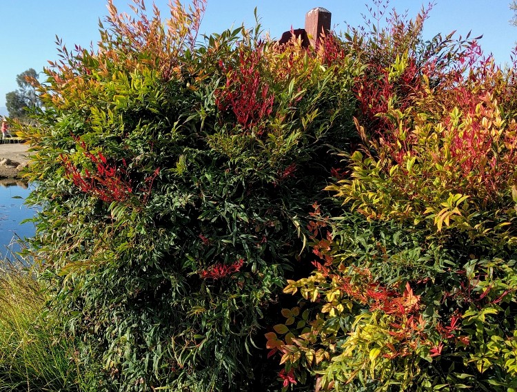 NANDINA DOMESTICA GULF STREAM