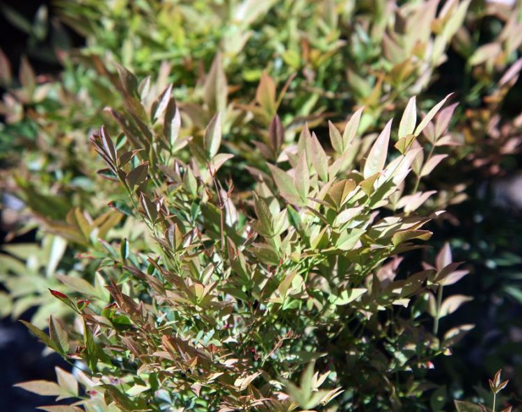 NANDINA DOMESTICA GULF STREAM