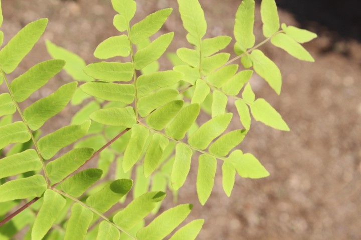 OSMUNDA REGALIS