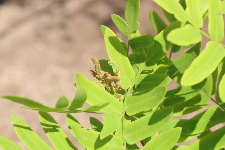 OSMUNDA REGALIS