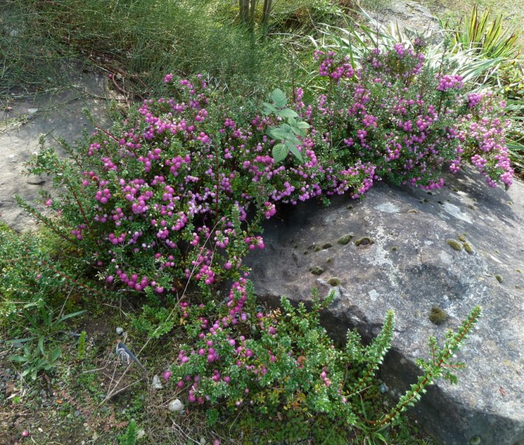 PERNETTYA MUCRONATA