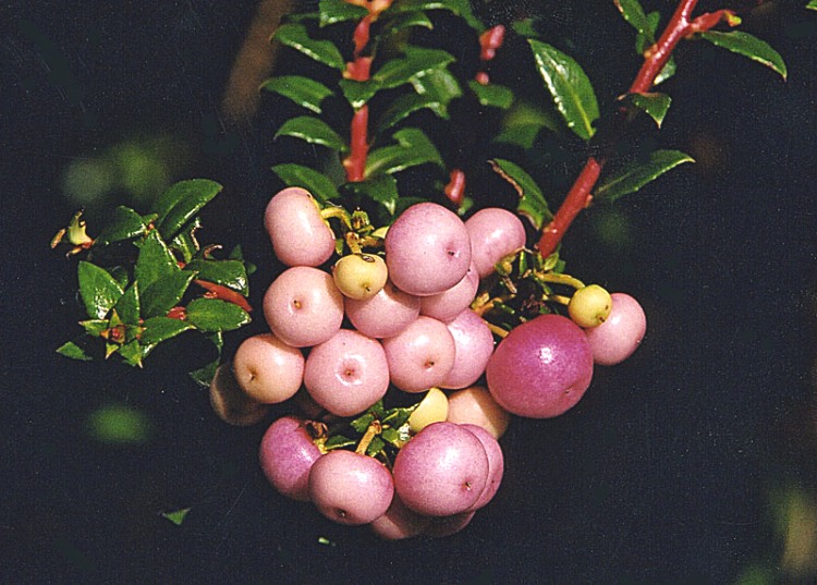 PERNETTYA MUCRONATA
