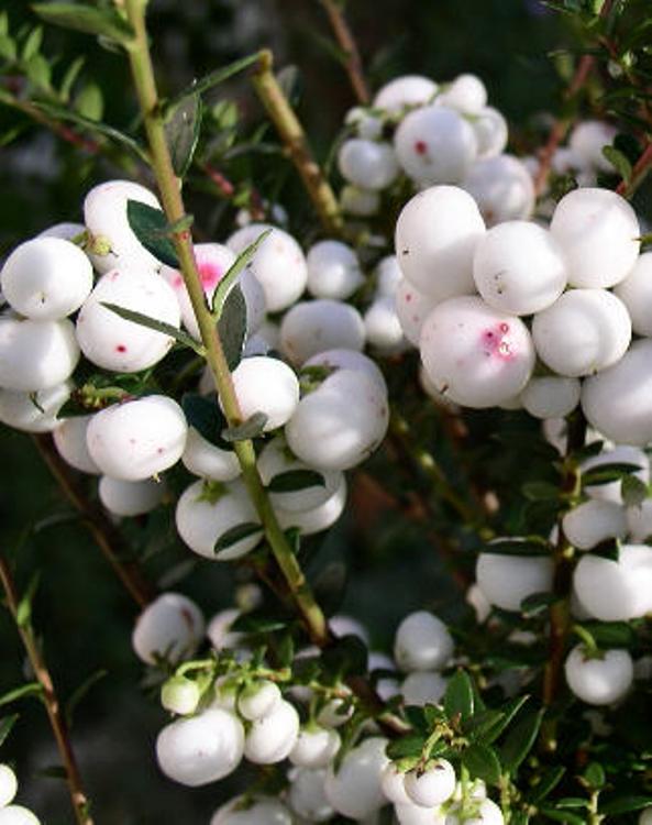 PERNETTYA MUCRONATA