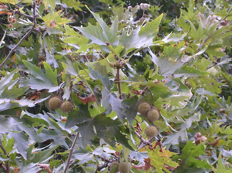 PLATANUS ORIENTALIS MINARET