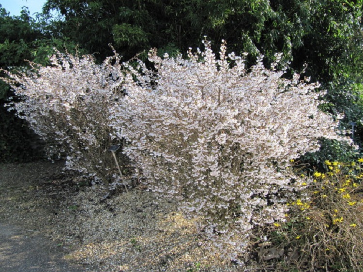 PRUNUS INCISA KOJO NO MAJ