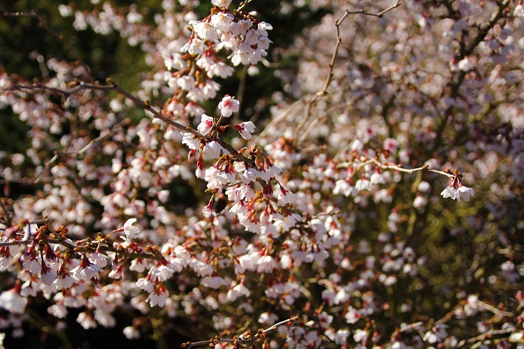 PRUNUS INCISA KOJO NO MAJ