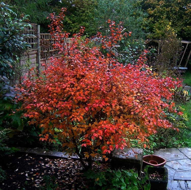 PRUNUS INCISA KOJO NO MAJ
