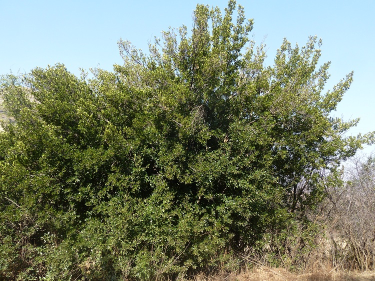 RHAMNUS ALATERNUS