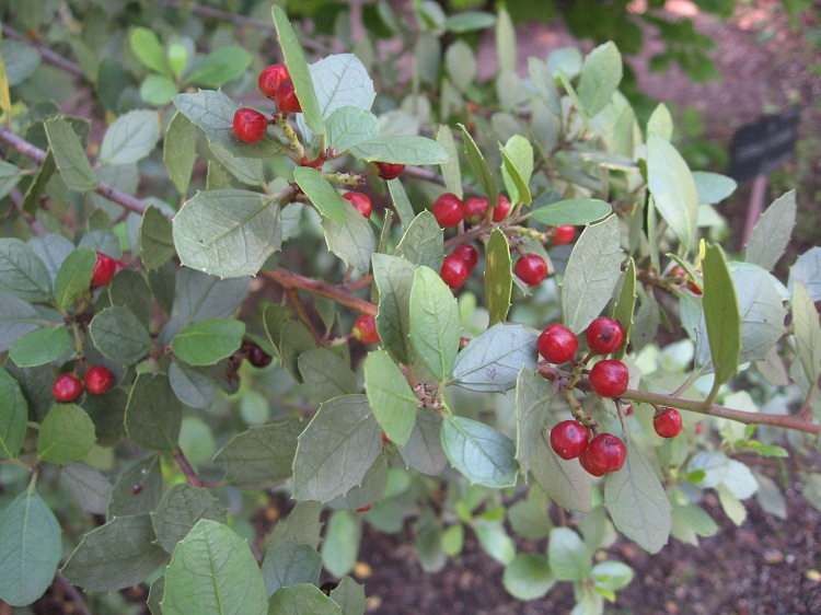 RHAMNUS ALATERNUS