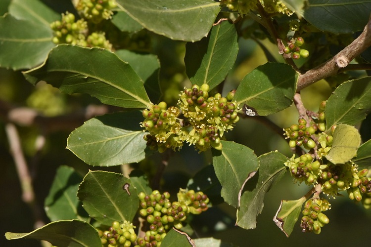RHAMNUS ALATERNUS