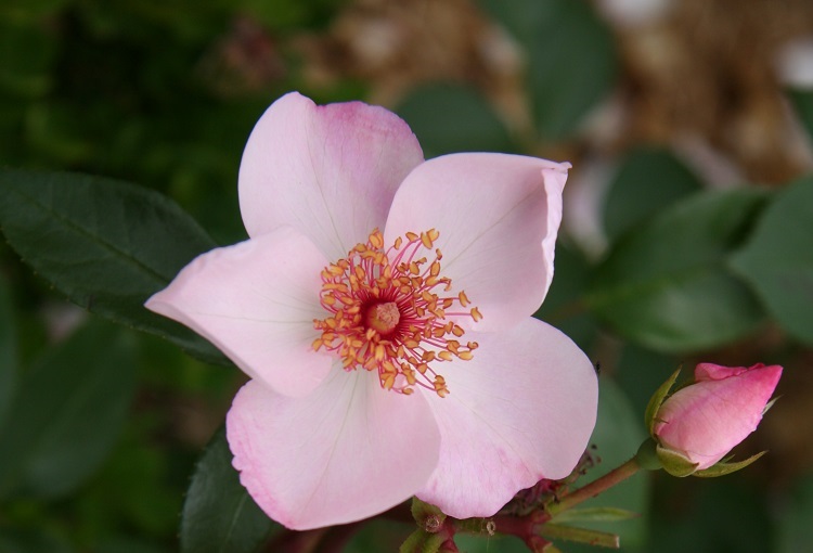 ROSA COMPACT ASTRONOMIA