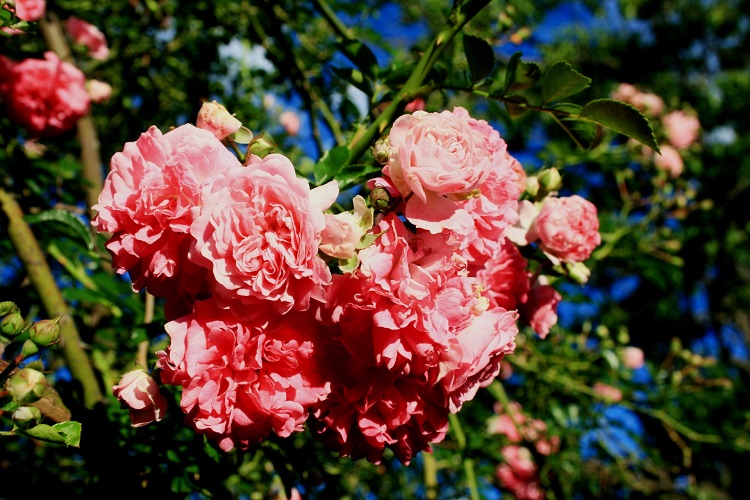 ROSA CORAL COMPACT MEIDLAND