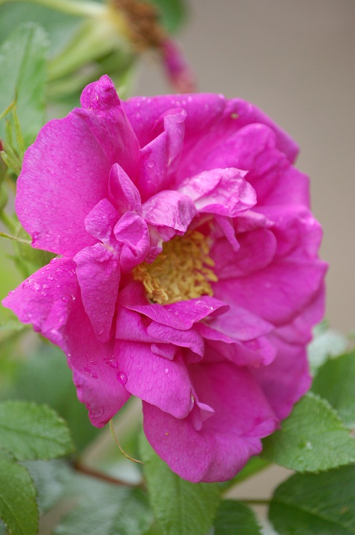 ROSA PINK ROADRUNNER