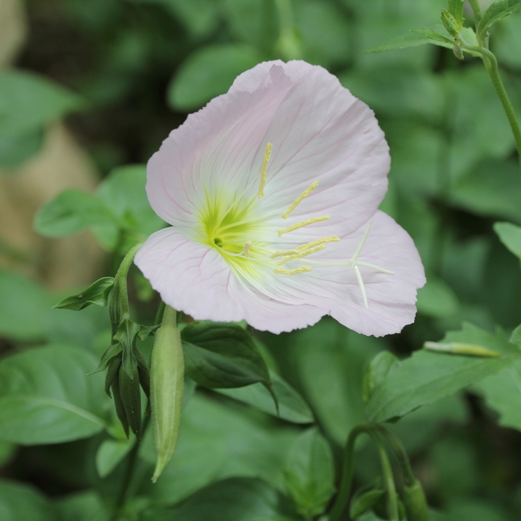 OENOTHERA SPECIOSA ALBA