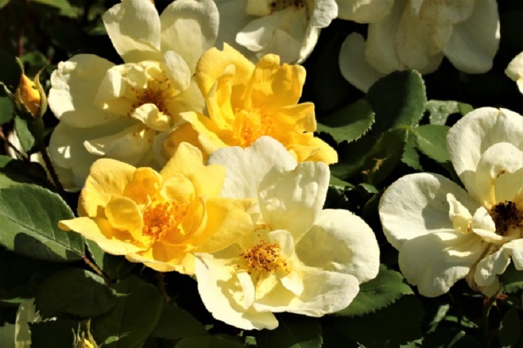 ROSA PRETTY STAR