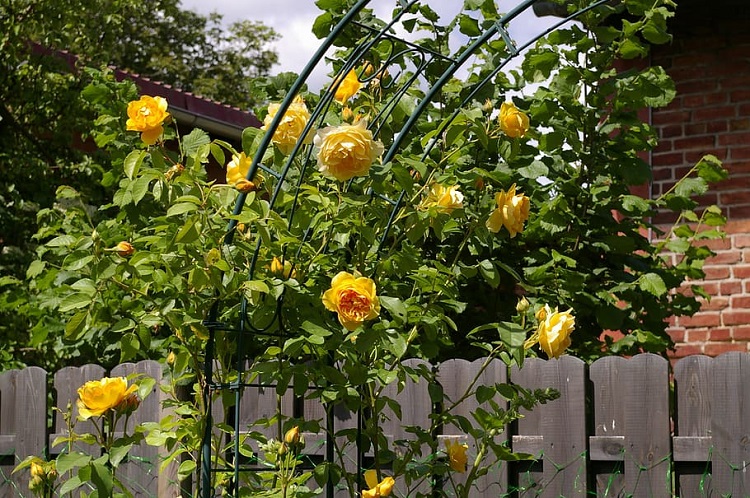 ROSA RAMPICANTE DUKAT