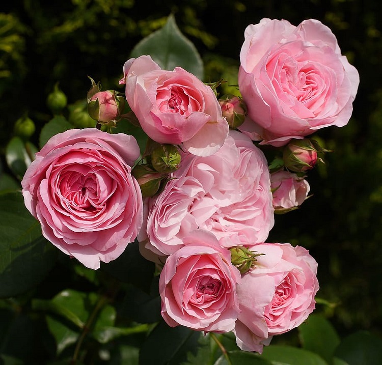ROSA RAMPICANTE EVA