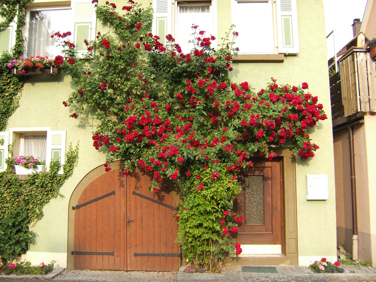 ROSA RAMPICANTE G.F. SORAYA