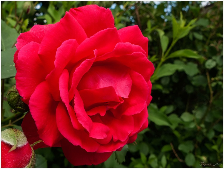 ROSA RAMPICANTE G.F. SORAYA