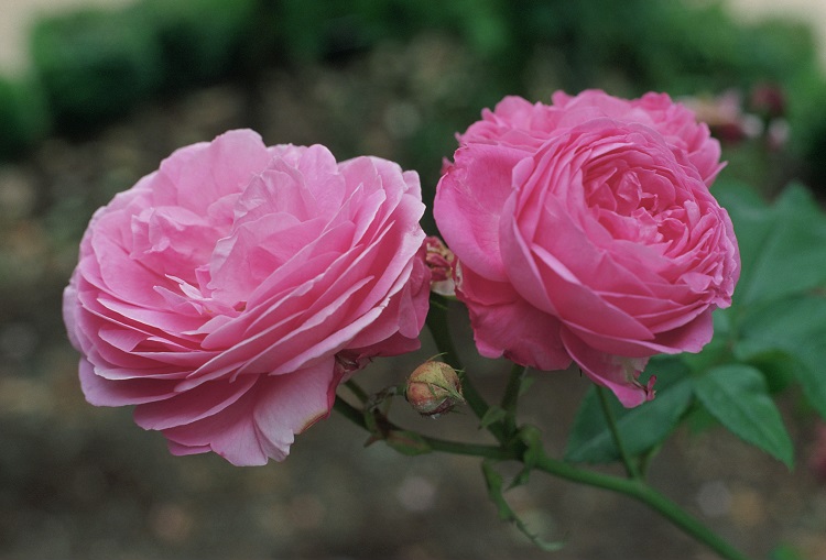 ROSA RAMPICANTE LOUISE ODIER