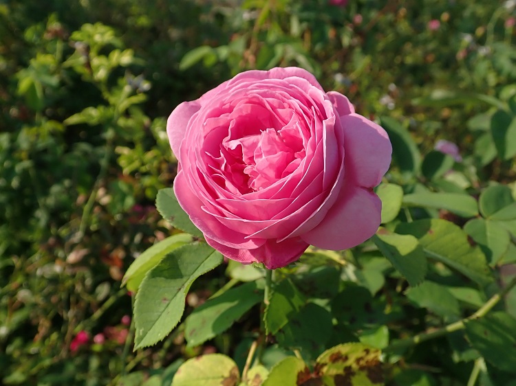 ROSA RAMPICANTE LOUISE ODIER