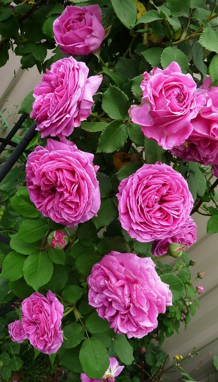 ROSA RAMPICANTE MELINA