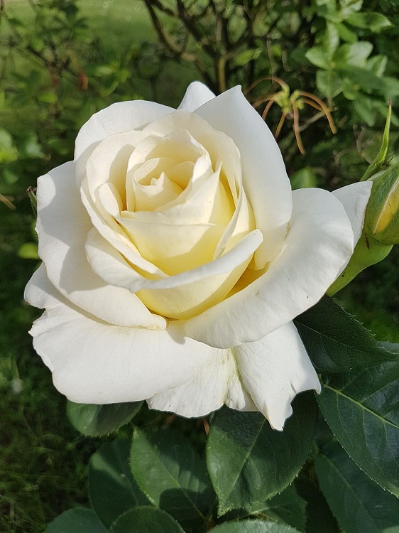 ROSA RAMPICANTE VALZER DELLA NEVE
