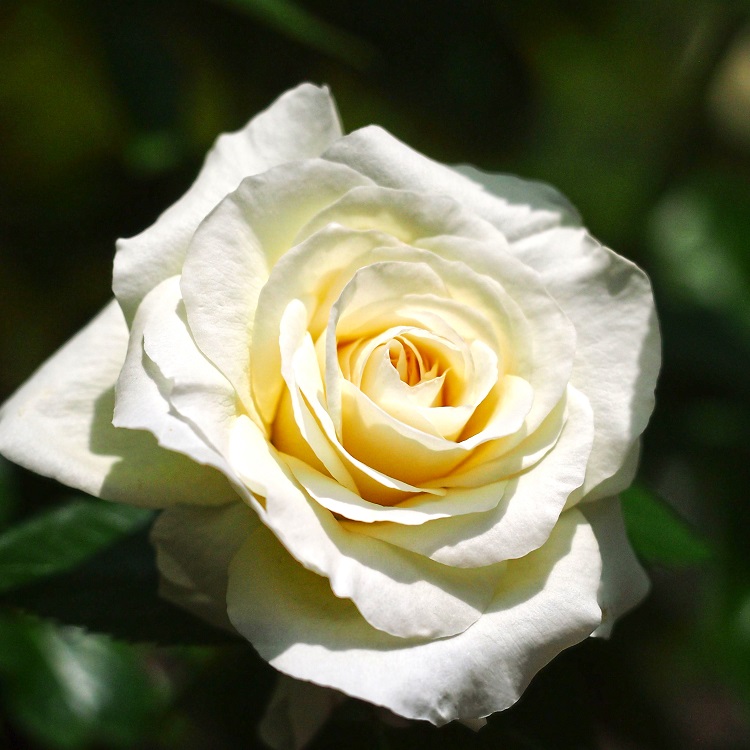 ROSA RAMPICANTE VALZER DELLA NEVE
