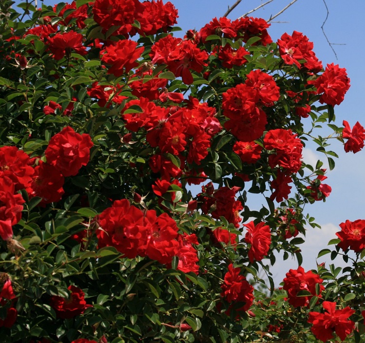 ROSA RED DRIFT