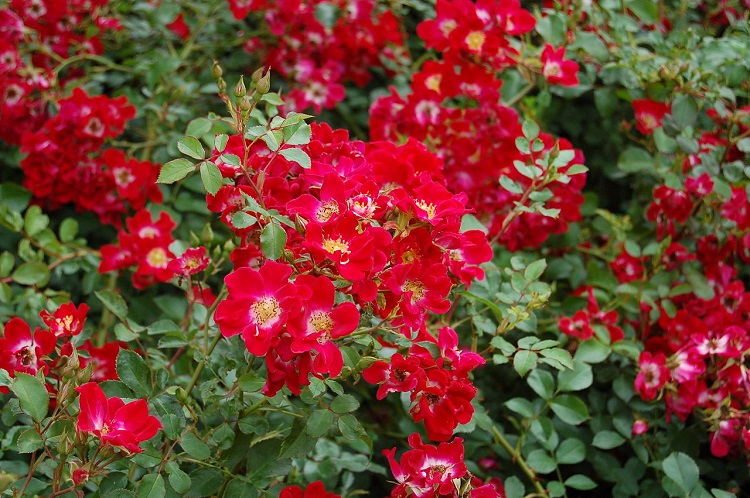 ROSA RED MEIDILAND