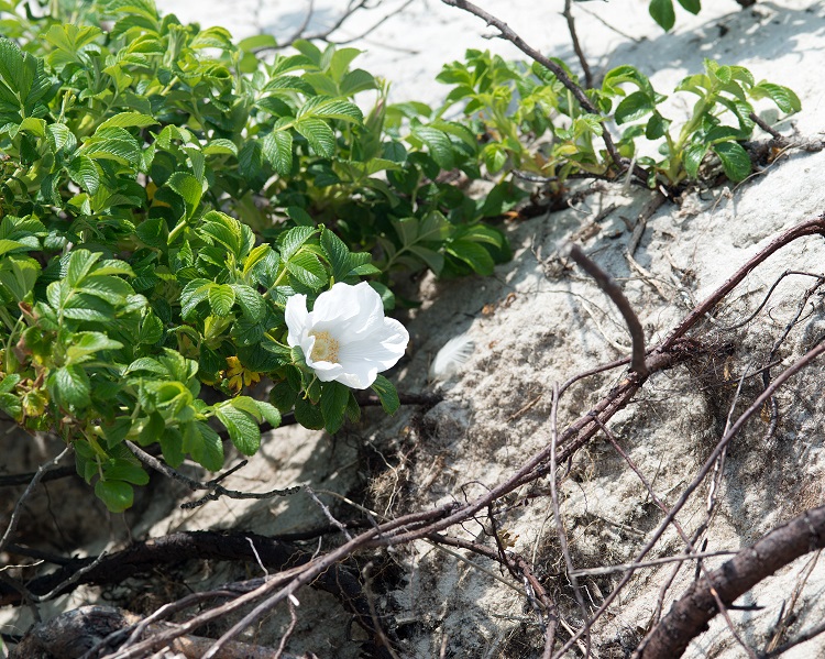 ROSA RUGOSA ROADRUNNER