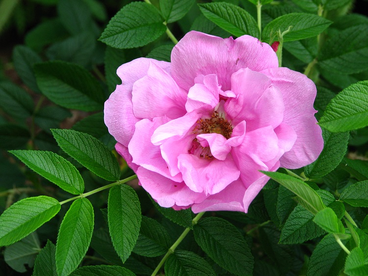 ROSA RUGOSA ROADRUNNER