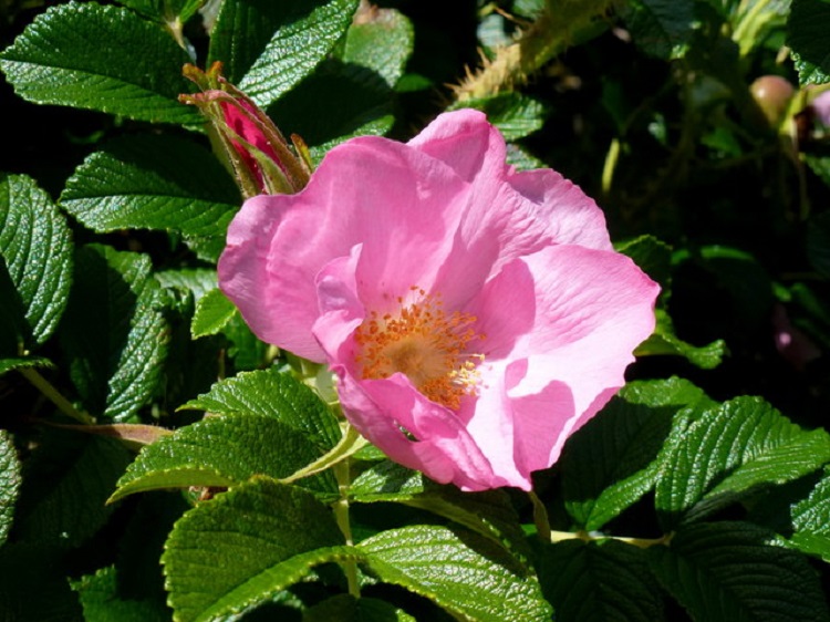 ROSA RUGOSA RUBRA